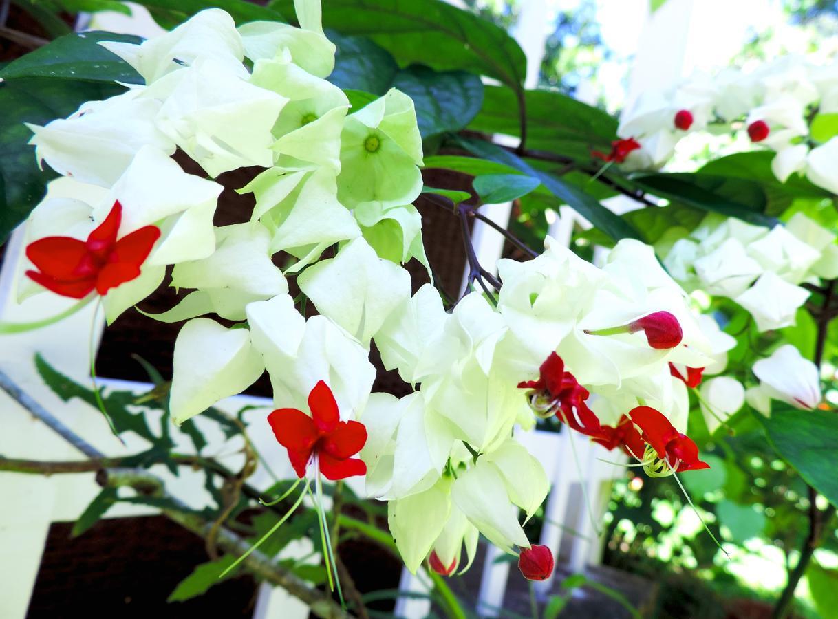 Rosa Lodge Cahuita Buitenkant foto